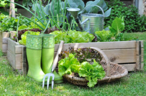 Lettuce,In,A,Basket,Placed,Near,A,Vegetable,Patch